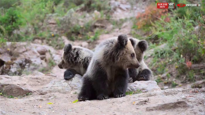 藏马熊幼崽.jpg